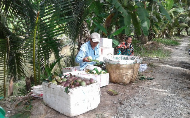 Soc Trang exports purple star apples to the US